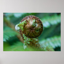Fern Frond Posters