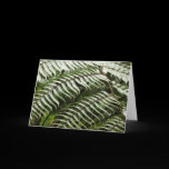 Fern Fronds Card