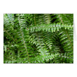 Fern Fronds Card