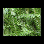 Fern Fronds Postcard