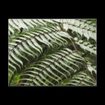 Fern Fronds Postcard