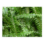 Fern Fronds Postcard