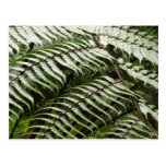 Fern Fronds Postcard