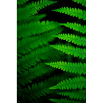 Fern Fronds