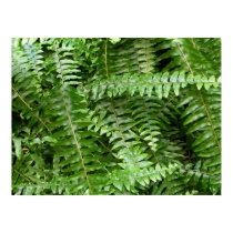 Fern Fronds Print by mlewallpapers Fern Fronds Print