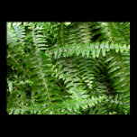 Fern Fronds Print