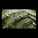 Fern Fronds Print