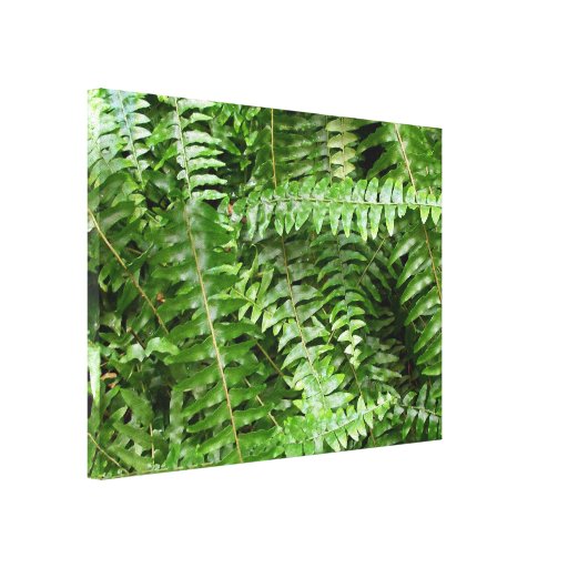 Fern Fronds Stretched Canvas Print