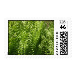 Fern Garden Plant Postage