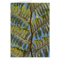 Fern in the Sunlight cards by ggbythebay Fern in the Sunlight cards