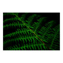 Fern leaf posters by deadhead Fern leaf posters