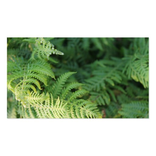 Fern Leaves. Business Card (front side)