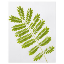 Fern leaves flyer