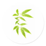 Fern leaves isolated stickers