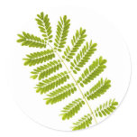 Fern leaves isolated round stickers