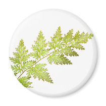 Fern leaves refrigerator magnet