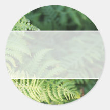 Fern Leaves. Sticker