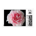 peony, peonies, pink flowers, pink flower,