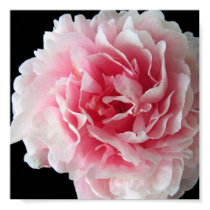 Fern Peony Poster Print posters
