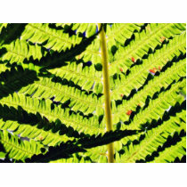 Fern Photo Cut Out