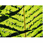 Fern Photo Cut Out