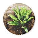 Fern Plant Growing From The Stone Wall magnets by lifesphere Fern Plant Growing From The Stone Wall magnets