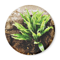 Fern Plant Growing From The Stone Wall magnets by lifesphere Fern Plant Growing From The Stone Wall magnets