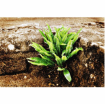 Fern Plant Growing From The Stone Wall Photo Sculptures