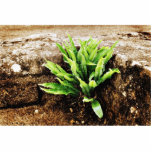 Fern Plant Growing From The Stone Wall Photo Sculptures