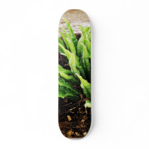 Fern Plant Growing From The Stone Wall skateboards by lifesphere Fern Plant Growing From The Stone Wall skateboards