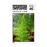 Fern Portrait Postage Stamps