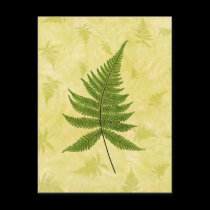 Fern postcards