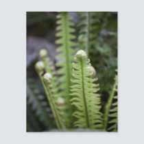 Fern postcards