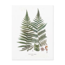 Fern Postcards