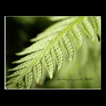 Fern postcards