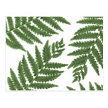 Fern Postcards