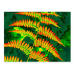 Fern Postcards