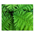 Fern print