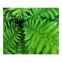 Fern posters by bsegel Fern posters