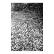 Fern posters
