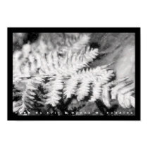 Fern posters by creativeworks Fern posters