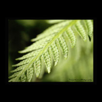 Fern posters