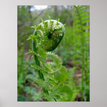 Fern Posters