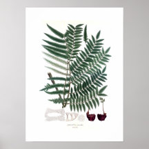 Fern Posters