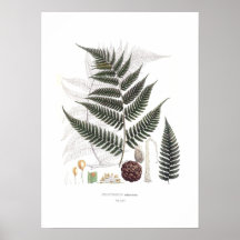 Fern Posters