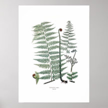 Fern Print