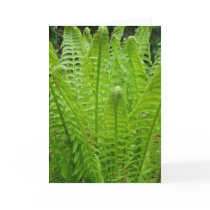 Fern Shoots Note Card by SerenityCreek Fern Shoots Note Card