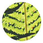 Fern Sticker