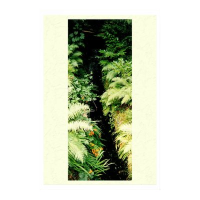 Fern Stream Print by angryfisheatenbycat