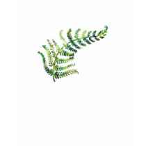 Fern Tee t-shirts